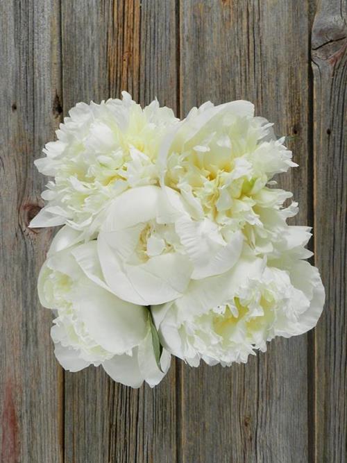 DUCHESS DE NEMOURS  WHITE PEONIES